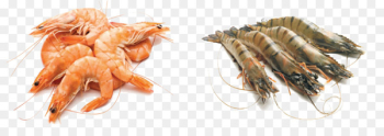 Giant tiger prawn Seafood Shrimp - Shrimp Giant tiger prawn Seafood Shrimp - Shrimp