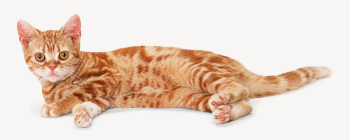 Ginger cat collage | Free PSD - rawpixel Ginger cat collage | Free PSD - rawpixel