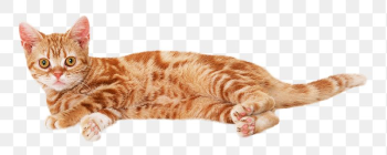 Ginger cat png | Free PNG - rawpixel Ginger cat png | Free PNG - rawpixel