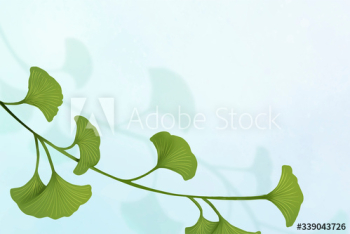 Ginkgo leaf background Ginkgo leaf background