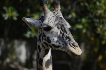 Giraffe Giraffe