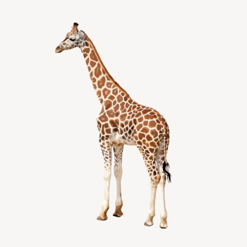 Giraffe animal clipart, wildlife illustration | Free Vector - rawpixel Giraffe animal clipart, wildlife illustration | Free Vector - rawpixel