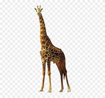 Giraffe, Animals, Nature, Africa, Animals In Nature - Жираф Png Giraffe, Animals, Nature, Africa, Animals In Nature - Жираф Png