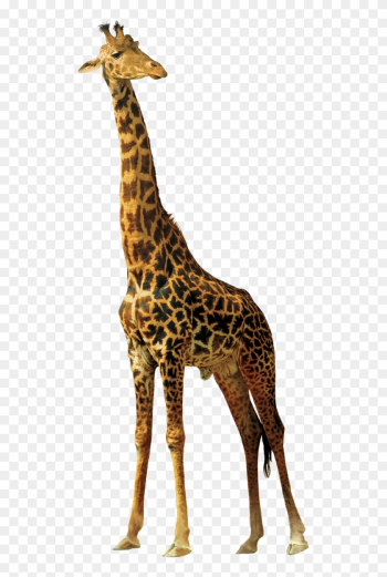 Giraffe Animals Nature Africa Png Image - African Animals Png