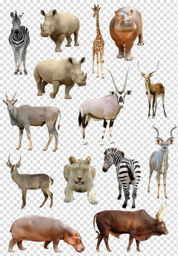 Giraffe Antelope Common eland Gemsbok , animal transparent background PNG clipart Giraffe Antelope Common eland Gemsbok , animal transparent background PNG clipart