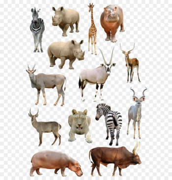 Giraffe Antelope Common eland Gemsbok Stock photography - animal 