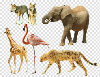Giraffe Cheetah Tiger Dog Animal, animal transparent background PNG clipart Giraffe Cheetah Tiger Dog Animal, animal transparent background PNG clipart