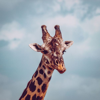 giraffe close up photography giraffe close up photography