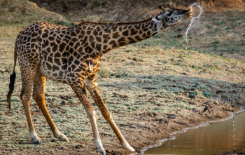 Giraffe Drinking Water Giraffe Drinking Water