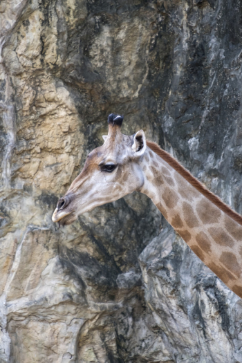 Giraffe Free Photo Giraffe Free Photo