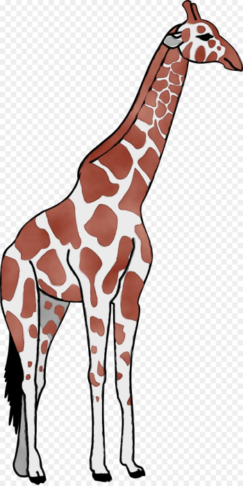 giraffe giraffidae terrestrial animal wildlife neck