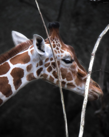 Giraffe Head Giraffe Head