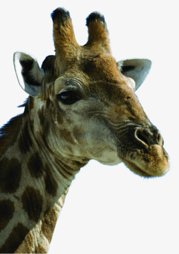 Giraffe Head, Giraffe Clipart, Head Clipart, Giraffe PNG Image and ...