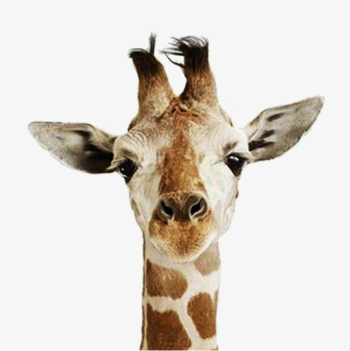 Giraffe Head, Head Clipart, Giraffe Clipart, Giraffe PNG Image and ...