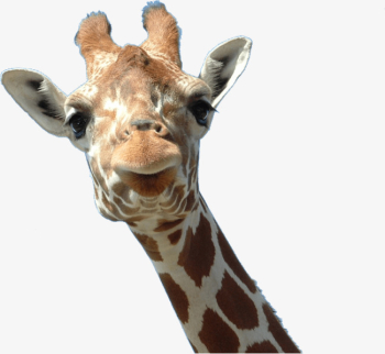 Giraffe Head, Head Clipart, Giraffe Clipart, Giraffe PNG Image and ...