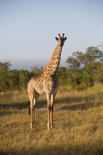 Giraffe On Safari Giraffe On Safari