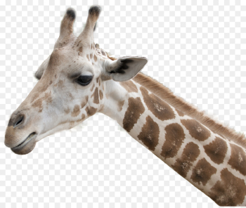 giraffe terrestrial animal giraffidae wildlife head giraffe terrestrial animal giraffidae wildlife head
