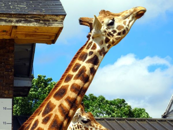 Giraffe Under Sunny Sky Giraffe Under Sunny Sky