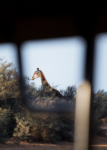 Giraffes Head Giraffes Head