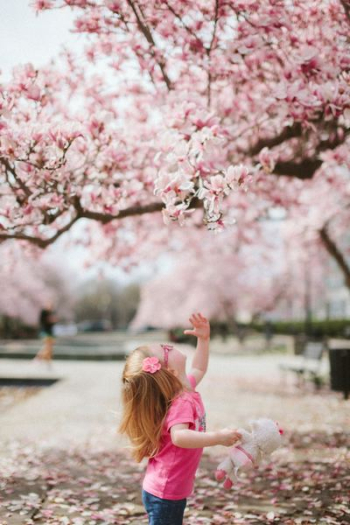 girl under cherry blossom tree girl under cherry blossom tree