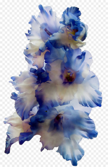 Gladiolus Cut flowers - Gladiolus Cut flowers -