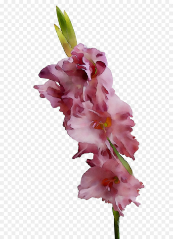 Gladiolus Cut flowers Pink M RTV Pink - Gladiolus Cut flowers Pink M RTV Pink -