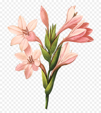 Gladiolus Printmaking Botanical illustration Printing Art - Decorative beautiful bouquet of pink 
