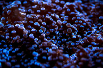 Glowing Under Water Plant Texture Glowing Under Water Plant Texture
