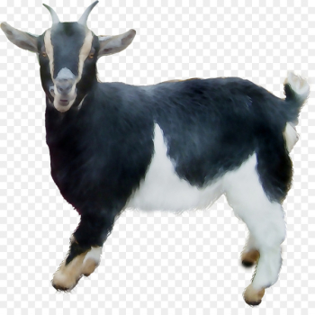 Goat - Goat -