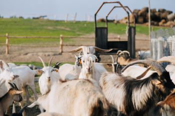Goat farm Goat farm