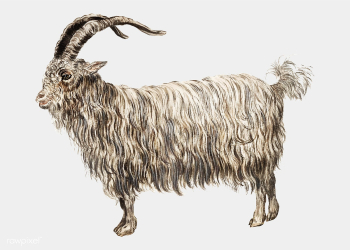 Goat in vintage style | Free stock vector - 561411 Goat in vintage style | Free stock vector - 561411