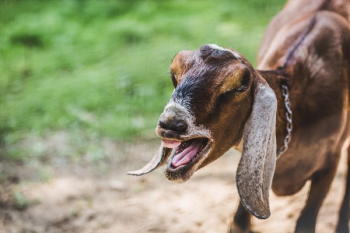 Goat Laughing Goat Laughing