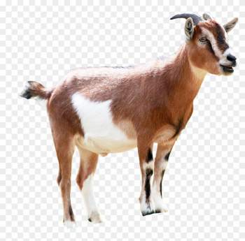 Goat Milking Animal Sales - Goat Png Goat Milking Animal Sales - Goat Png