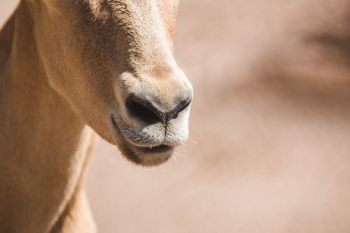 Goat Mouth Close Up
