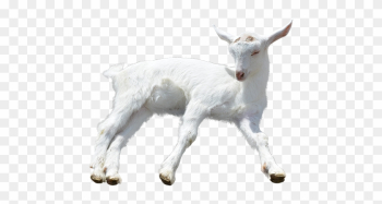 Goat Png Transparent Goat - Transparent Background Baby Goats Png