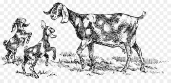 Goat Portable Network Graphics Cattle Sketch Image - goat 