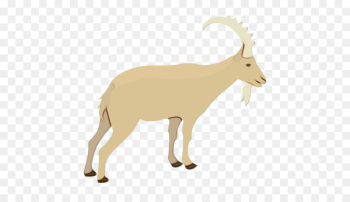 Goat, Sheep, Barbary Sheep, Mammal, Vertebrate PNG