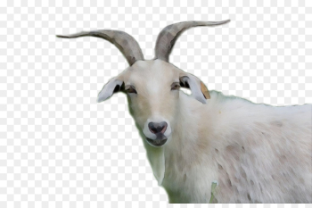 Goat, Sheep, Cattle, Goats PNG