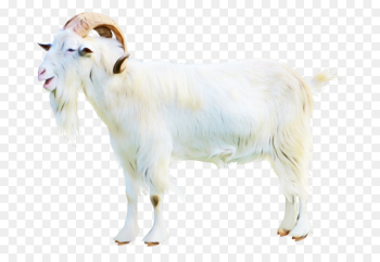 Goat, Sheep, Display Resolution, Goats PNG
