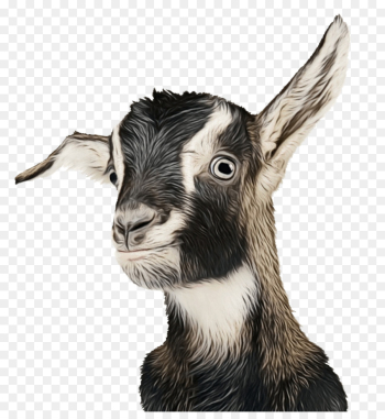 Goat, Vanderbilt Kennedy Center, Autism, Goats PNG