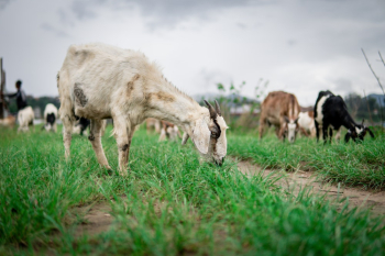 Goats Eating Grass during Day Goats Eating Grass during Day