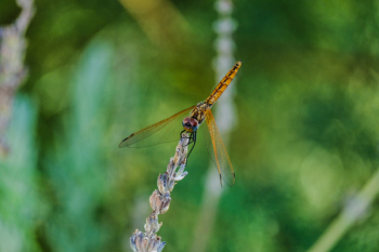 Gold Dragon Fly Gold Dragon Fly