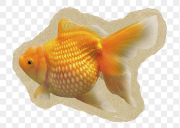 Gold fish png sticker, ripped | Free PNG - rawpixel