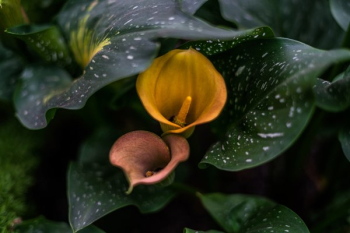 Gold & Pink Calla Lilies Gold & Pink Calla Lilies