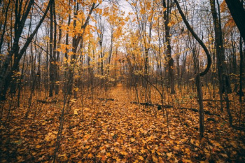 Golden Autumn Leaves Golden Autumn Leaves
