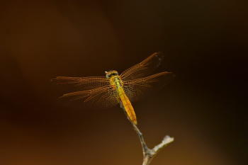 Golden Dragonfly Golden Dragonfly