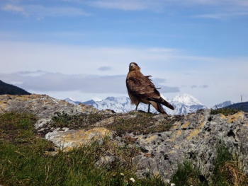 Golden Eagle Atop Mountain Golden Eagle Atop Mountain