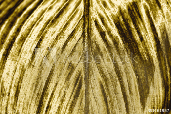Golden leaf background Golden leaf background