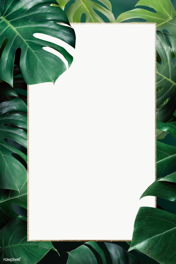 Golden rectangle monstera leaves frame design resource  | Free  transparent png - 2280692