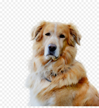 Golden Retriever Dog breed Companion dog Gun dog - Golden Retriever Dog breed Companion dog Gun dog -